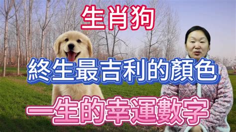 屬狗幸運數字|【生肖數字】屬你最旺！12生肖幸運數字全公開：財運、桃花運隨。